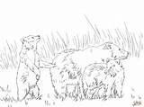 Grizzly Carini Cubs Supercoloring Disegnare Cuccioli Orso Facili Homecolor sketch template
