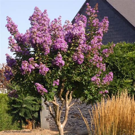lilas des indes lilac grand sud lagerstroemia indica  floraison mauve