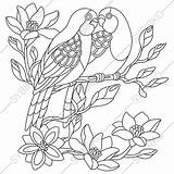 Budgie Coloring Pages Parakeet Book Getdrawings Parrots Adult Getcolorings Visit sketch template