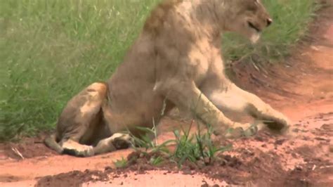 Lions Mating Twice Watch To The End Sex Education