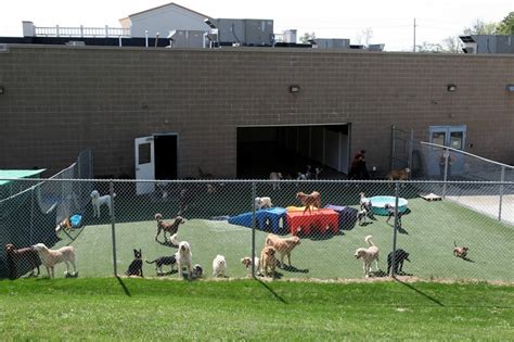 outdoor dog play   barkley pet hotel day spa  cleveland ohio