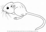 Kangaroo Rodents Mouse Drawingtutorials101 sketch template