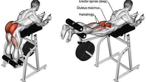 Reverse Hyperextension For Building Bigger Glutes