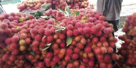 Hati Hati Jangan Berlebihan Mengkonsumsi Buah Rambutan Yang Terlewat