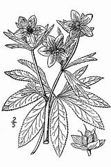 Drawing Helleborus Viridis Plant Line Coloring Pages Large Flower Hellebore Green Britton 1913 Illustrated Flora Northern Vol Canada States Brown sketch template