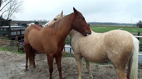vrijende paarden video dailymotion