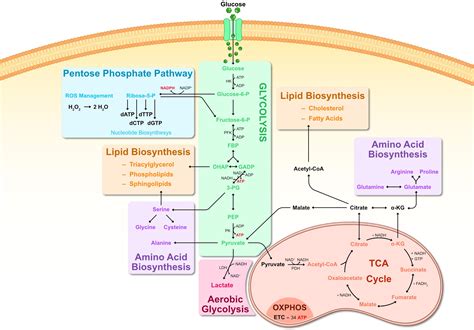 frontiers  metabolic landscape  maintaining retina integrity