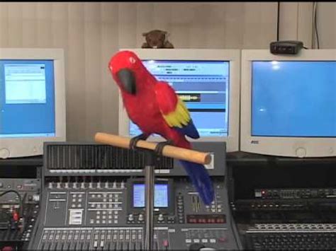 robot parrot youtube