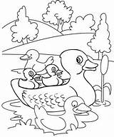 Mewarnai Bebek Duck Canard Sketsa Donal Gratuitement Hitam Putih Imprimez Ducklings Cute Coloringpagesfortoddlers Pintarmewarnai 1200artists sketch template