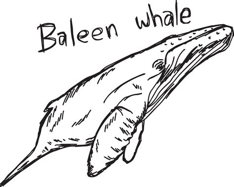 baleen whale vector illustration sketch hand drawn  vector art