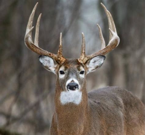 beautiful  point whitetail deer pictures whitetail hunting big deer