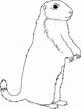 Coloriage Marmotte Imprimer sketch template