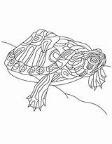 Schildpadden Turtles Kleurplaten Kleurplatenenzo Stemmen sketch template
