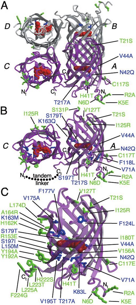 graphical representation   tetramer dimer  monomer  dsred  scientific