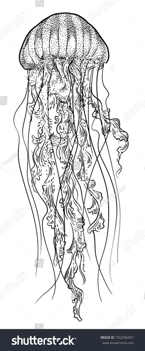jellyfish illustration drawing engraving ink  vetor stock livre