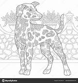 Hond Kleurplaat Volwassenen Volwassen Dalmatische Schets Freehand Stockillustratie Vectorillustratie Dalmatian sketch template