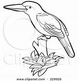 Kingfisher Outline Bird Clipart Coloring King Perched Illustration Fisher Royalty Perera Lal Rf 2021 Clipground sketch template