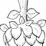 Coloring Pages Artichoke Post sketch template
