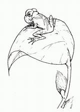 Broasca Colorat Desene Planse Frogs Menggambar Daun Mewarna Hasil Mewarnai Imaginea Educative Broaste Analytics Trafic sketch template