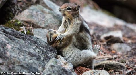 Squirrel boy sex