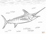 Sailfish Marlins Marlin sketch template