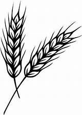 Wheat Stalks Stalk sketch template