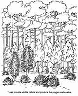 Coloring Pages Forest Rain Rainforest Colouring Trees Comments sketch template