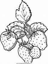 Fragole Strawberries Disegno Frutta Alimenti Fragola Mole Disegnidacoloraregratis sketch template