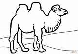 Camel Coloring Pages Camels Bactrian Colouring Printable Clipart Print Drawing Caravan Book Kids Pic Color Animals Getdrawings Clipartmag Popular sketch template
