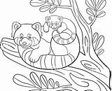 Coloring Panda Getdrawings Giant sketch template