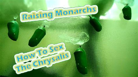 raising monarchs how to sex the chrysalis help the