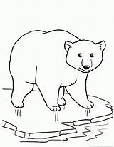 Mewarnai Beruang Binatang Belajar Lucu Osos Polares sketch template
