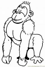 Gorillas Gorilla sketch template