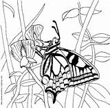 Coloring Butterfly Pages Swallowtail Colouring Colour Bug Sheets Vw Sheet Butterflies Insect Amateur Getcolorings sketch template