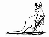 Coloring Kangaroos Pages Print Color Kids Simple Printable Children Animals Adult Justcolor sketch template