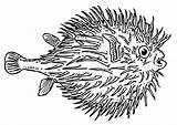 Fish Coloring Globefish Puffer Clipart Pages Large Pngfind sketch template