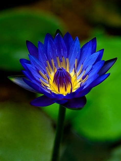 blue water lily flower images bmp review