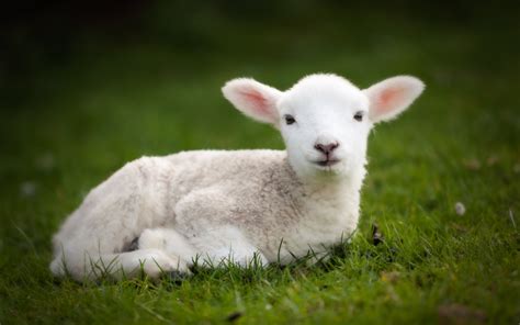 photo baby lamb baby cute field   jooinn