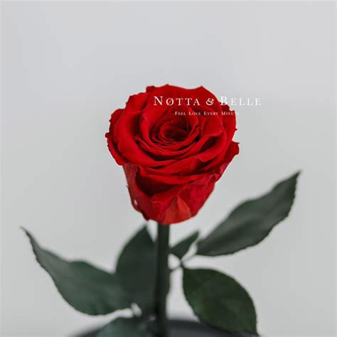 buy mini red rose fast delivery  great britain notta belle