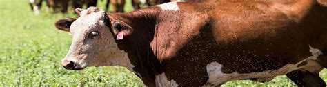 fly control  cattle important  summer months ufifas extension escambia county