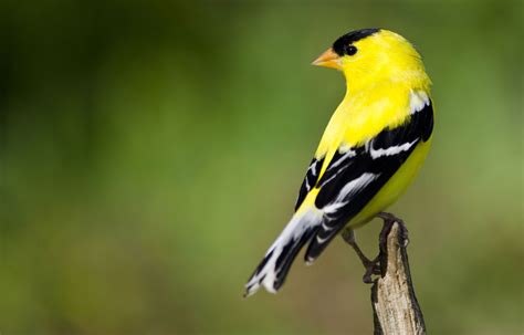 hinterland whos  american goldfinch