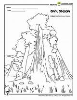Coloring Redwood Sequoia Giant Kids sketch template
