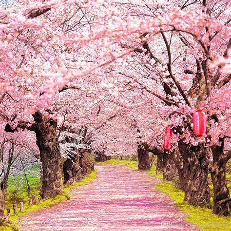 national cherry blossom festival  enduring celebration  friendship  danthony group