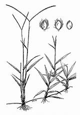 Carabao Grass Laua Drawing Paspalum Philippine Herbal Getdrawings Philippines Stuartxchange sketch template