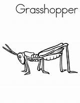 Coloring Grasshopper Locusts sketch template