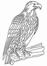 Coloring Falcon Peregrine Netart Lombardi Falco Dinosaur sketch template