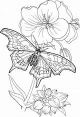 Coloring Pages Butterfly Adults Printable Flower Only Plants Blooming Standing Adult Colouring Beautiful Drawing Coloringsky бабочка Sheet Kids Detailed Line sketch template