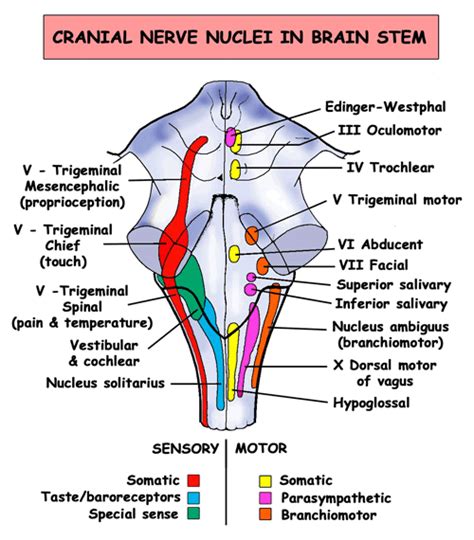 cranial nerves medical anatomy medical knowledge