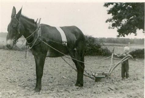 black  white photo   man standing    horse   plow