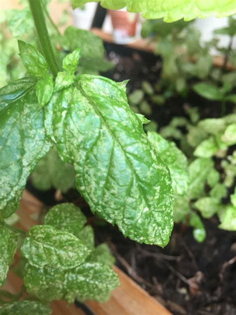 mint mint  white spots  leaves
